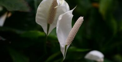 Cultivo de espatifilo en agua: Guía completa para cuidar esta planta acuática