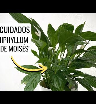 Espatifilo: La planta venenosa que debes evitar