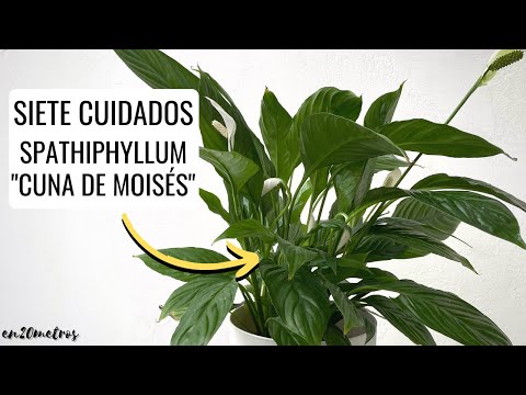 Espatifilo: Las mejores plantas de interior