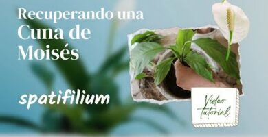 Espatifilo: Cómo revivir flores secas y mantenerlas hermosas