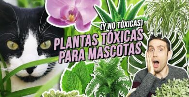 Espatifilo venenosa para gatos: precauciones y cuidados