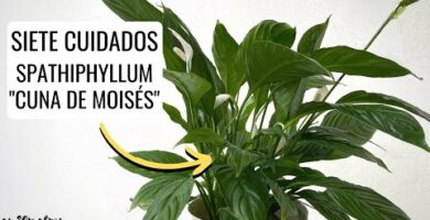 Guía de cuidado de planta espatifilo: consejos y trucos para un crecimiento saludable