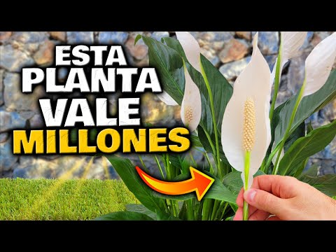 Espatifilo en maceta: Cuidados, consejos y decoración