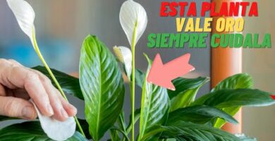 Espatifilo: Flores pequeñas llenas de encanto